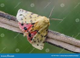 Attēlu rezultāti vaicājumam “Rhyparia purpurata”