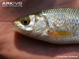 Image result for Squalius vardarensis