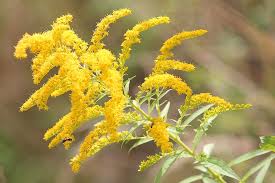 Attēlu rezultāti vaicājumam “Solidago canadensis”