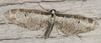 Attēlu rezultāti vaicājumam “Eupithecia exiguata”