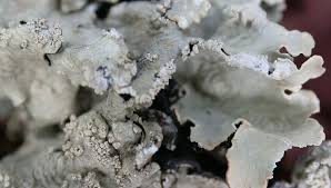 Attēlu rezultāti vaicājumam “Flavoparmelia caperata”