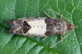 Attēlu rezultāti vaicājumam “Spilonota ocellana”