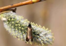 Attēlu rezultāti vaicājumam “Adela cuprella”