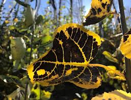 Attēlu rezultāti vaicājumam “Physarum pseudoalexandrowiczii”