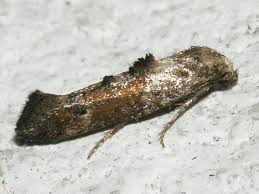 Attēlu rezultāti vaicājumam “Epermeniidae”