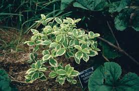 Attēlu rezultāti vaicājumam “Philadelphus coronarius leaf”