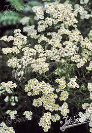 Image result for Achillea Ptarmica