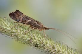 Attēlu rezultāti vaicājumam “Glyphotaelius pellucidus”