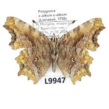 Attēlu rezultāti vaicājumam “Polygonia c-album”