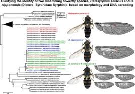 Attēlu rezultāti vaicājumam “Syrphidae”