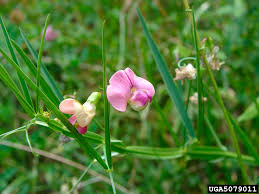 Attēlu rezultāti vaicājumam “Lathyrus sylvestris flower”