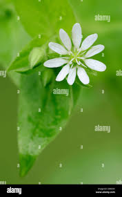 Attēlu rezultāti vaicājumam “Myosoton aquaticum flower”