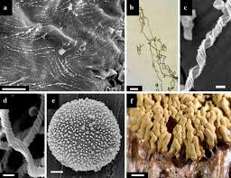 Attēlu rezultāti vaicājumam “Arcyria imperialis”