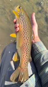 Image result for Salmo trutta