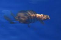 Image result for Schedophilus ovalis