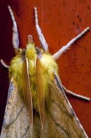 Attēlu rezultāti vaicājumam “Ennomos alniaria”