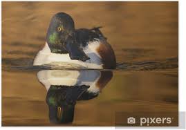 Attēlu rezultāti vaicājumam “Anas clypeata”