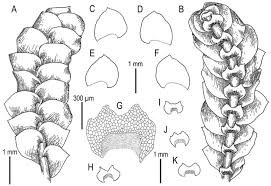 Attēlu rezultāti vaicājumam “Calypogeia sphagnicola”