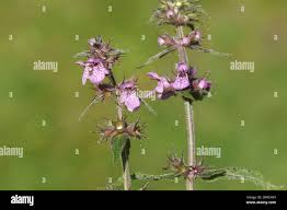 Attēlu rezultāti vaicājumam “Stachys palustris flower”