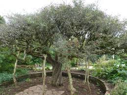 Attēlu rezultāti vaicājumam “Crataegus laevigata”