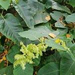 Attēlu rezultāti vaicājumam “Reynoutria sachalinensis fruit”