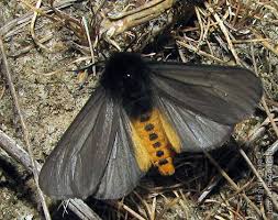 Attēlu rezultāti vaicājumam “Phragmatobia fuliginosa imago”