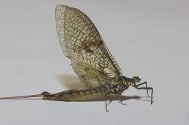 Attēlu rezultāti vaicājumam “Ephemera vulgata”