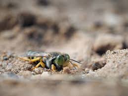 Attēlu rezultāti vaicājumam “Bembix rostrata”