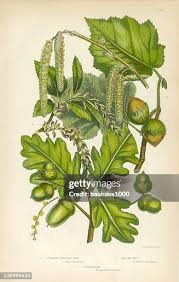 Attēlu rezultāti vaicājumam “Carpinus betulus fruit”