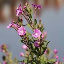 Attēlu rezultāti vaicājumam “Epilobium hirsutum”
