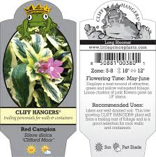 Attēlu rezultāti vaicājumam “Silene dioica flower”