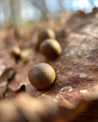 Attēlu rezultāti vaicājumam “Lycogala miserum sessile”