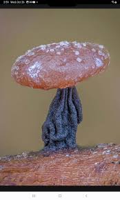 Attēlu rezultāti vaicājumam “Didymium clavus”