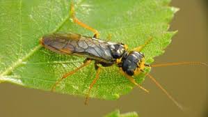 Attēlu rezultāti vaicājumam “Acantholyda posticalis”