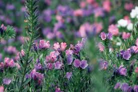 Attēlu rezultāti vaicājumam “Echium vulgare leaf”