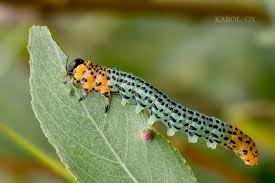 Attēlu rezultāti vaicājumam “Nematus salicis”