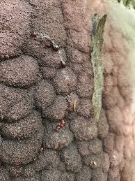 Attēlu rezultāti vaicājumam “Brefeldia maxima young”