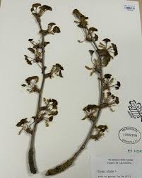 Attēlu rezultāti vaicājumam “Ginkgo biloba female flower”