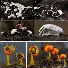 Attēlu rezultāti vaicājumam “Stemonitopsis subcaespitosa spores”