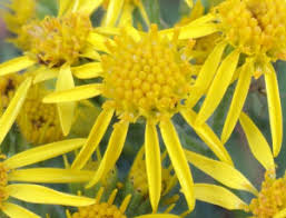 Attēlu rezultāti vaicājumam “Senecio viscosus fruit”