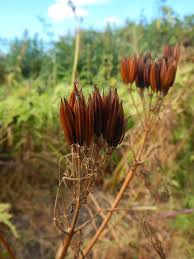 Attēlu rezultāti vaicājumam “Danthonia decumbens fruit”
