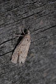 Attēlu rezultāti vaicājumam “Epiblema grandaevana”