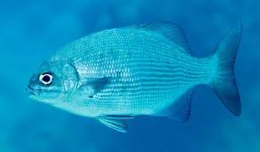 Image result for Kyphosus