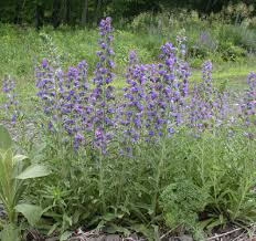 Attēlu rezultāti vaicājumam “Echium vulgare”