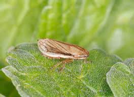 Attēlu rezultāti vaicājumam “Neophilaenus lineatus”