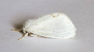 Attēlu rezultāti vaicājumam “Euproctis similis”