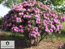 Attēlu rezultāti vaicājumam “Rhododendron catawbiense”