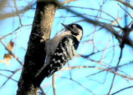 Attēlu rezultāti vaicājumam “Dendrocopos minor female”
