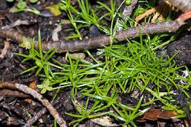 Attēlu rezultāti vaicājumam “Sagina procumbens fruit”