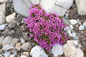 Image result for Steinbrech